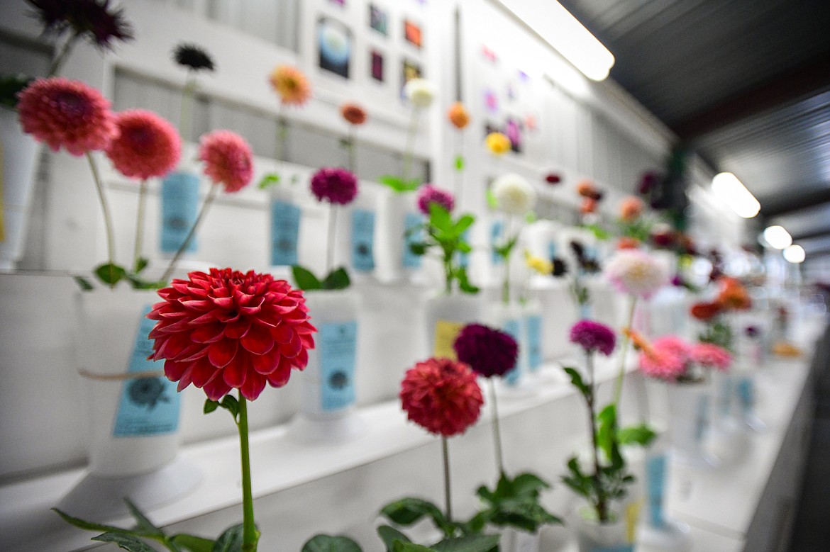 Dahlias lined up for judging at the dahlia show at the Northwest Montana Fair & Rodeo on Friday, Aug. 16. (Casey Kreider/Daily Inter Lake)