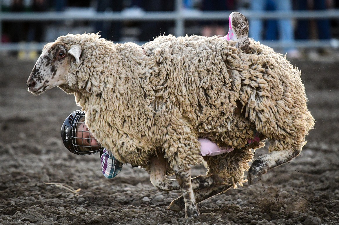 A mutton buster hangs on to a sheep at the PRCA Rodeo during the Northwest Montana Fair & Rodeo on Friday, Aug. 16. (Casey Kreider/Daily Inter Lake)