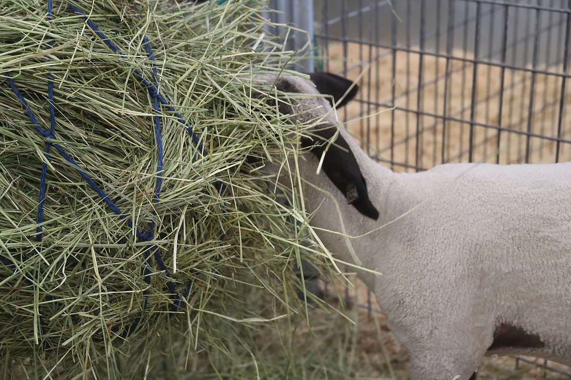 A sheep dives into its dinner at the Bonner County Fair on Friday.