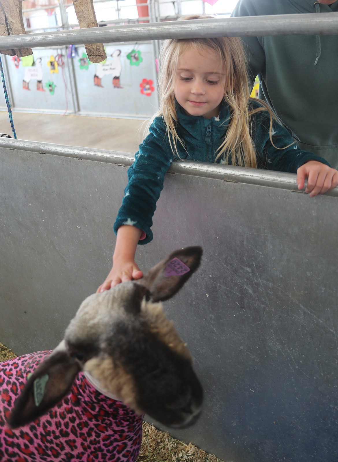 Anneliese Thornton reaches down to pet a sheep at the Bonner County Fair on Friday.