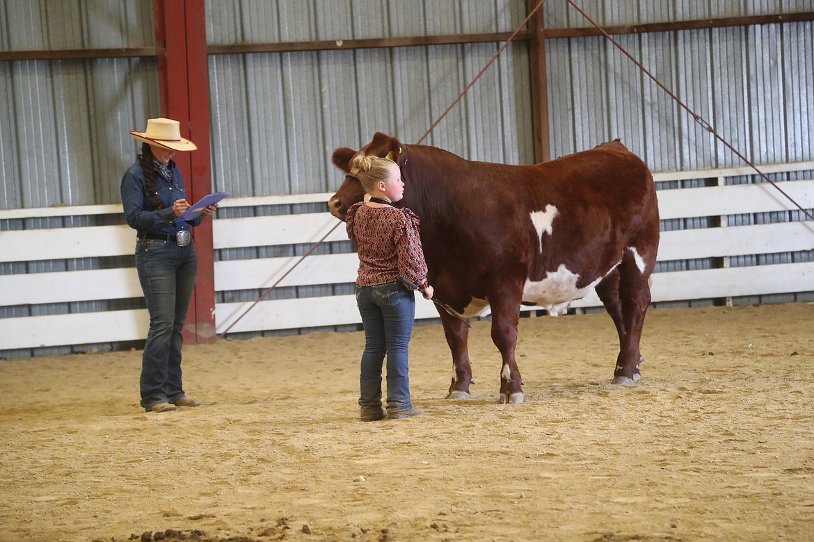 A competitor takes part in a round robin showmanship competition at the Bonner County Fair on Friday.