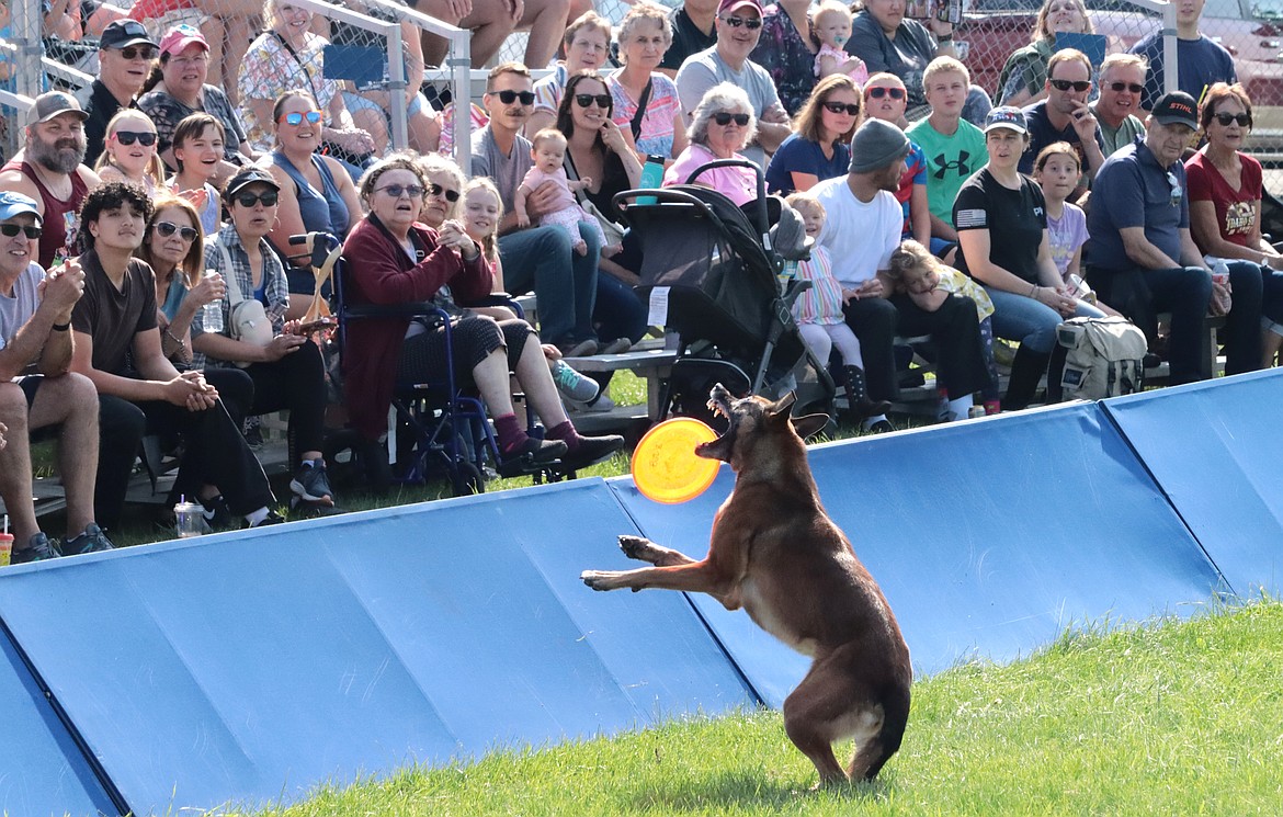 A stunt dog tries for the catch in front of a crowd at the North Idaho State Fair on Friday.