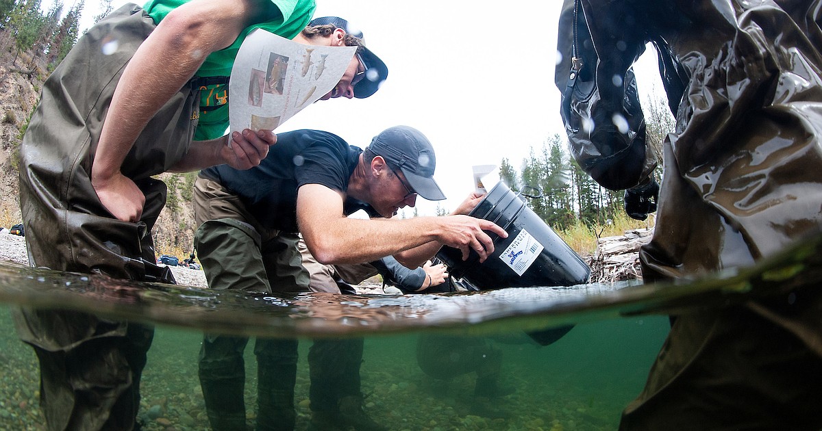 UM announces  million endowment to create fisheries science chair within wildlife biology program