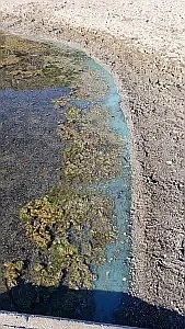 A photo of blue-green algae. Blue-green algae blooms can appear blue, green, red, or brown according to Grant County Health District. To identify them, use the "stick test": If the algae is stringy and can be lifted, it's likely filamentous or an aquatic plant; if it swirls and can't be lifted, it's probably blue-green algae. Toxicity can't be determined by appearance alone.