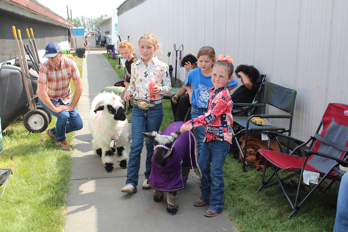 Competitors in lamb competition at the Grant County Fair lead their sheep back to the barn.