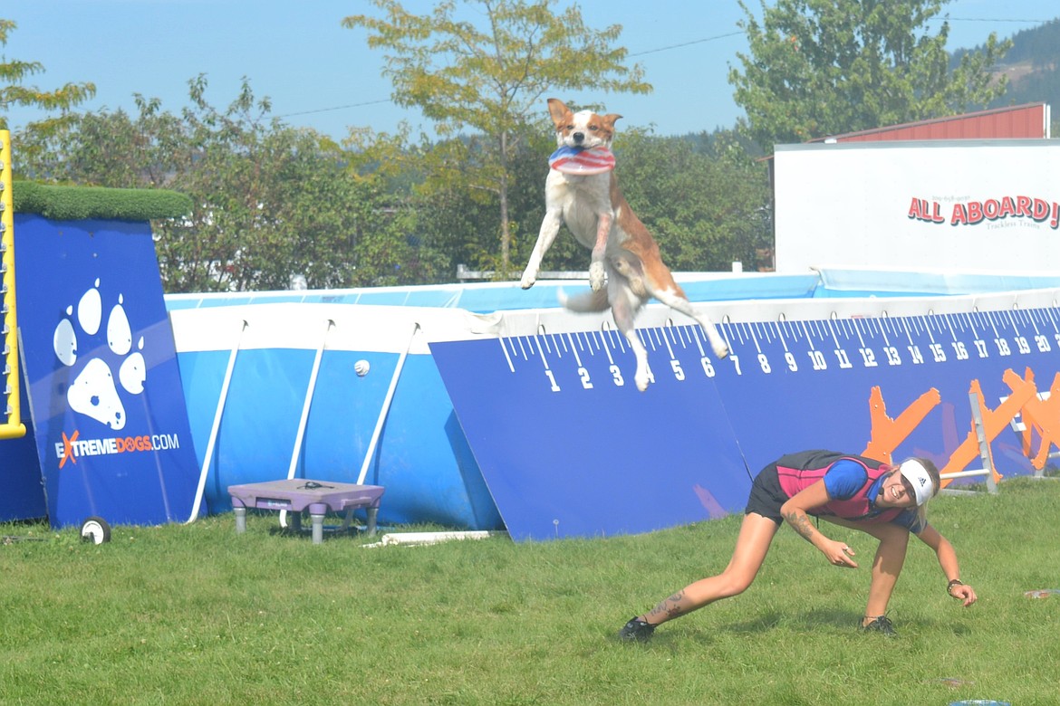 Rio the dog flies through the air to catch a red, white and blue frisbee Monday during the Extreme Dogs Stunt Dog Show at the North Idaho State Fair.