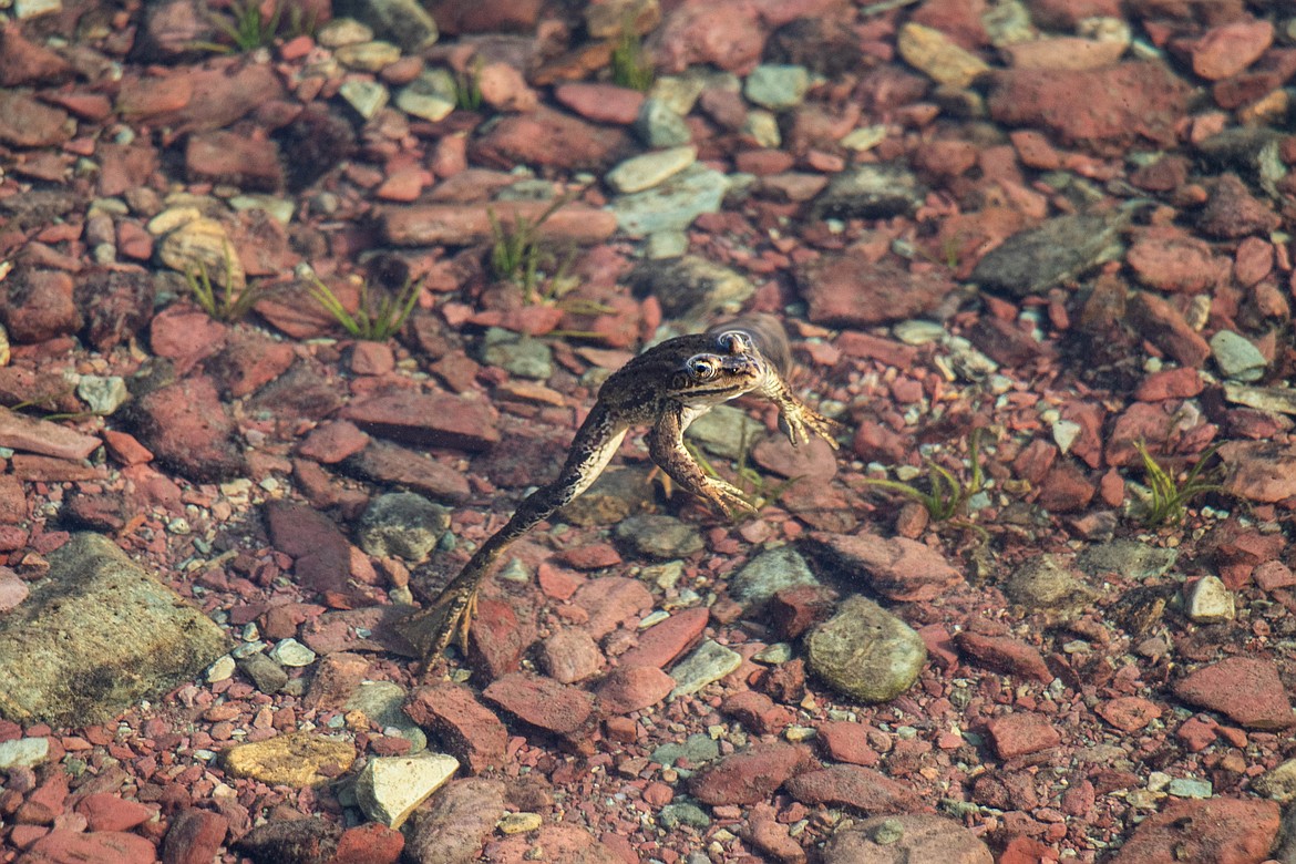 A frog swims in an alpine lake. (Kate Heston/Daily Inter Lake)