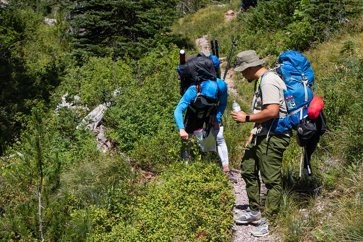 Brandon Phillips and Ron Rydelle Ramos pick huckleberries along a trail in the Flathead National Forest. (Kate Heston/Daily Inter Lake)