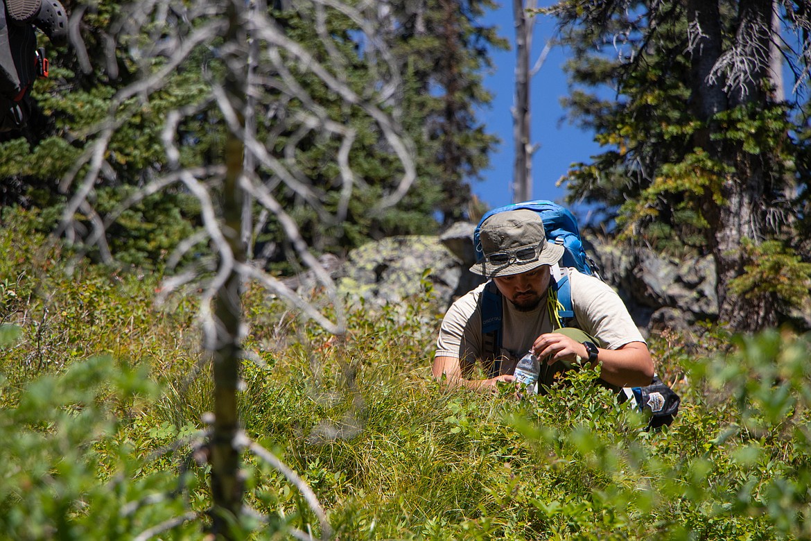 Ron Rydelle Ramos picks huckleberries along a trail in the Flathead National Forest. (Kate Heston/Daily Inter Lake)