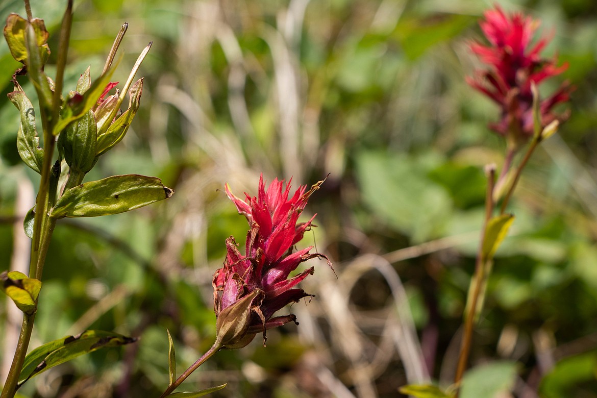 Indian paintbrush flowers along the trail in the Flathead National Forest. (Kate Heston/Daily Inter Lake)