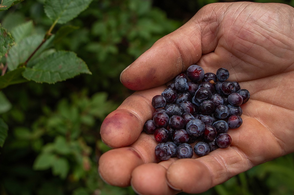 Huckleberry picking along the trail in the Flathead National Forest.  (Kate Heston/Daily Inter Lake)