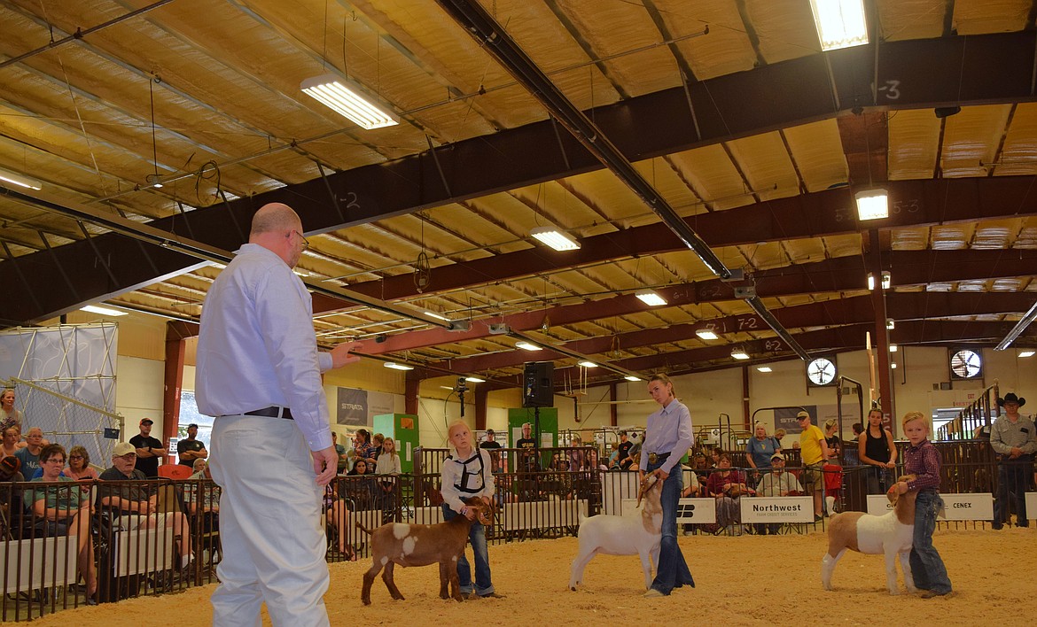 Judge Brent Jennings looks over a class of goats, including Knox Cecil's Chica.