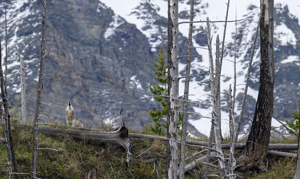 A wolf howls at us from high above the trail. (Hungry Horse News)