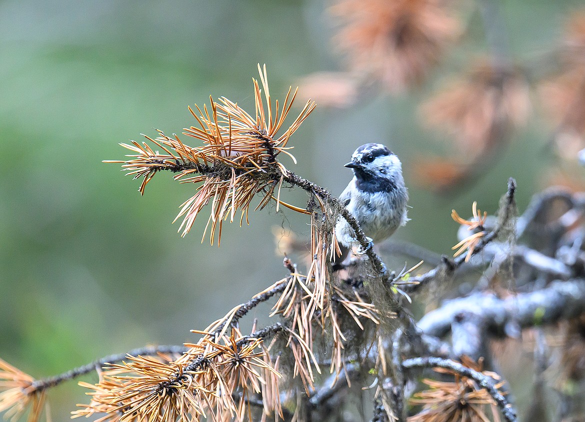 Mountain chickadee, Bob Marshall Wilderness.