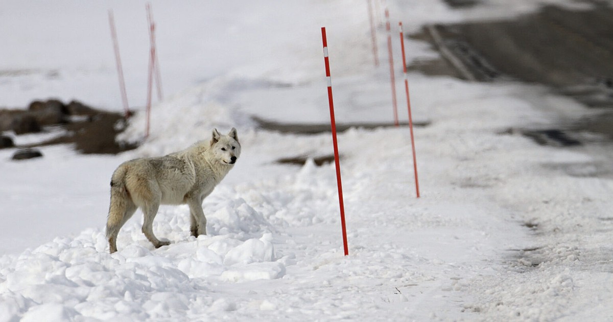 Commission sets rules and quotas for wolf hunting; units near Yellowstone adjusted