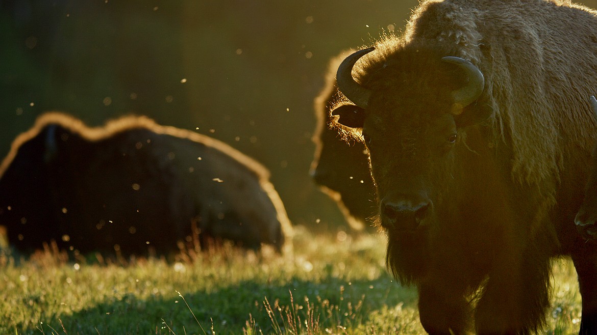 Bison are seen on the Blackfeet reservation in "Bring Them Home" a film documenting the reintroduction of bison on the landscape after they were nearly brought to extinction a century ago. (photo provided)