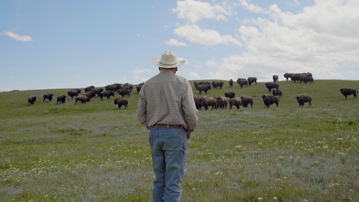 A still from the film "Bring Them Home" from Thunderheart Films, a documentary that captures the journey to reintroduce wild bison in the Blackfeet Nation. (photo provided)