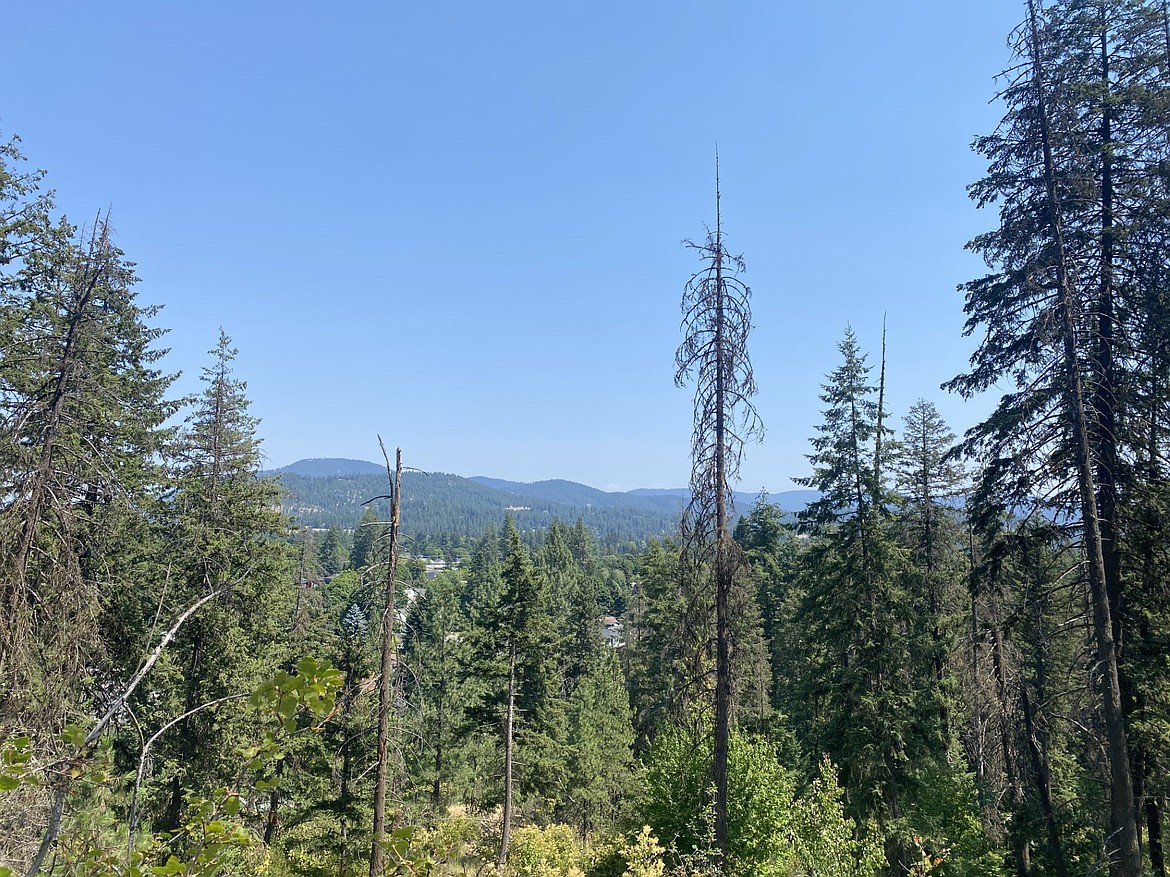 Heading east on Main Loop Trail on Tubbs Hill, looking over the tree line toward the eastern hills beyond.