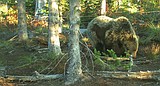 New grizzly bear rules ahead for bear hunters