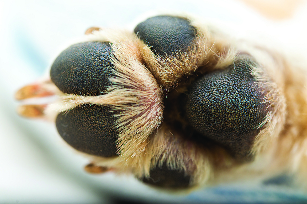 Cats and dogs have different paw pad anatomy, the most obvious difference being the potential of larger, canine-sized paws. Other features that separate the two is a cat’s ability to retract their claws when needed, as well as the more-rounded overall shape of a cat’s paws compared to a dog’s oval-shaped paws.