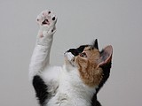 Talk to the paw: The necessity of paw pads