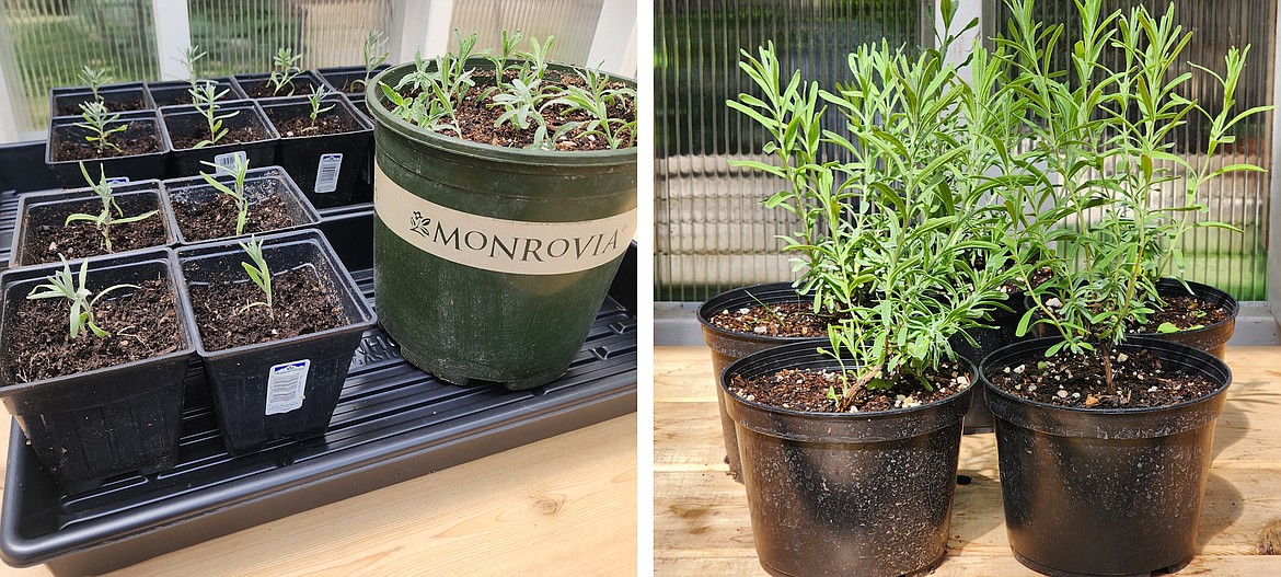 These semi-ripe lavender stems were cut last August and have grown nicely. These are ready to be planted out in the garden.