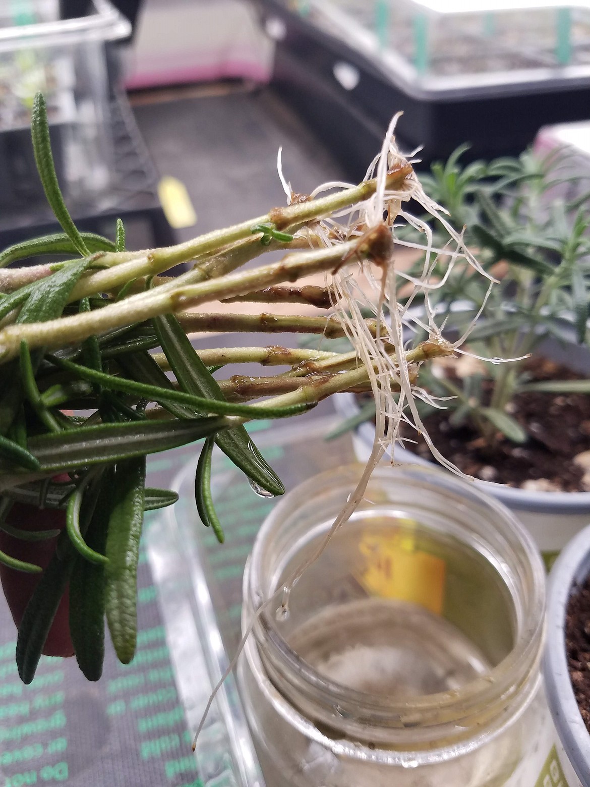 Many herbs will root in water, like these rosemary stems. Keep the water clean and the container in bright light, but not direct sun. Roots will appear in just a few weeks.