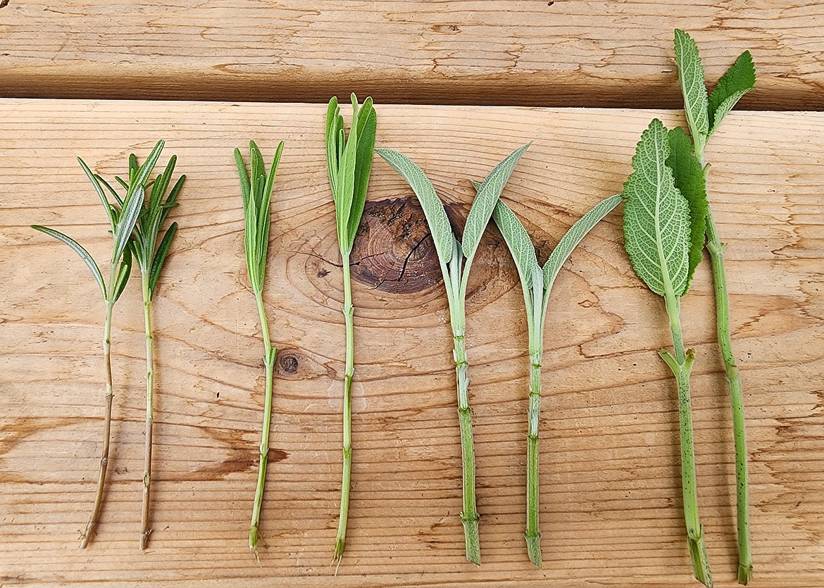 These semi-ripe stems of rosemary, lavender, sage and salvia are ready to be dipped in root hormone before planting into moist potting soil.