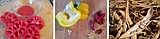 Growing it Forward: Seed saving and simple plant propagation