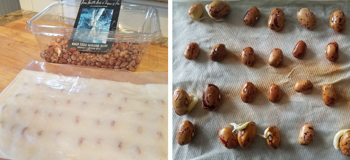 Conducting a simple germination test on saved seeds will ensure the seed is viable before planting.