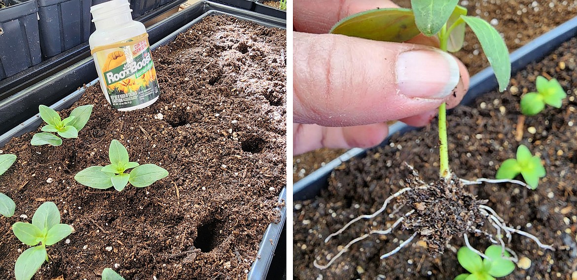 Softwood cuttings from snapdragons root in about six weeks once the rooting hormone is applied.