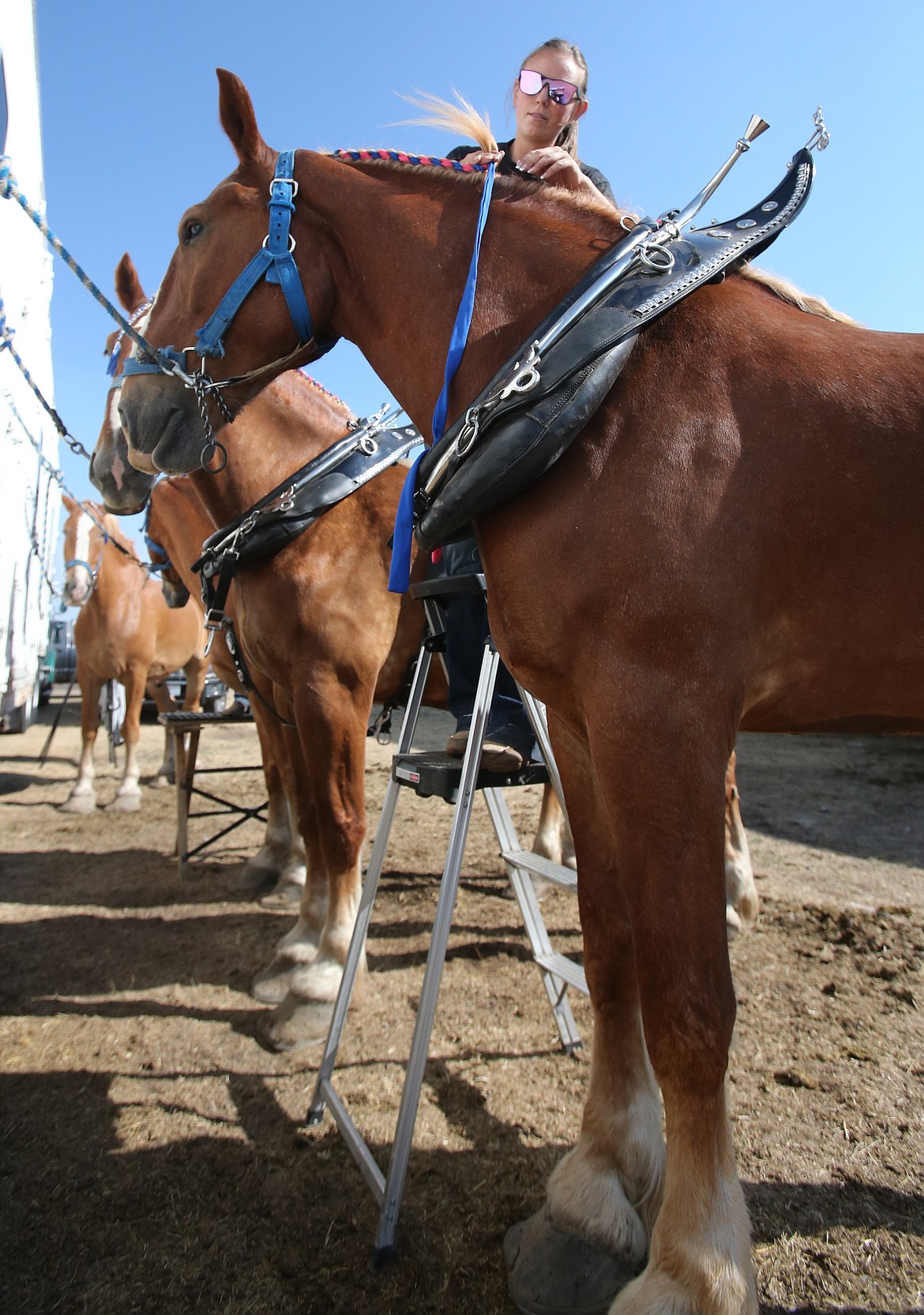 Alexia VandeKamp stands on a ladder to braid Belgian gelding Diesel's mane Friday morning before the draft horse performance contests at the North Idaho State Fair.