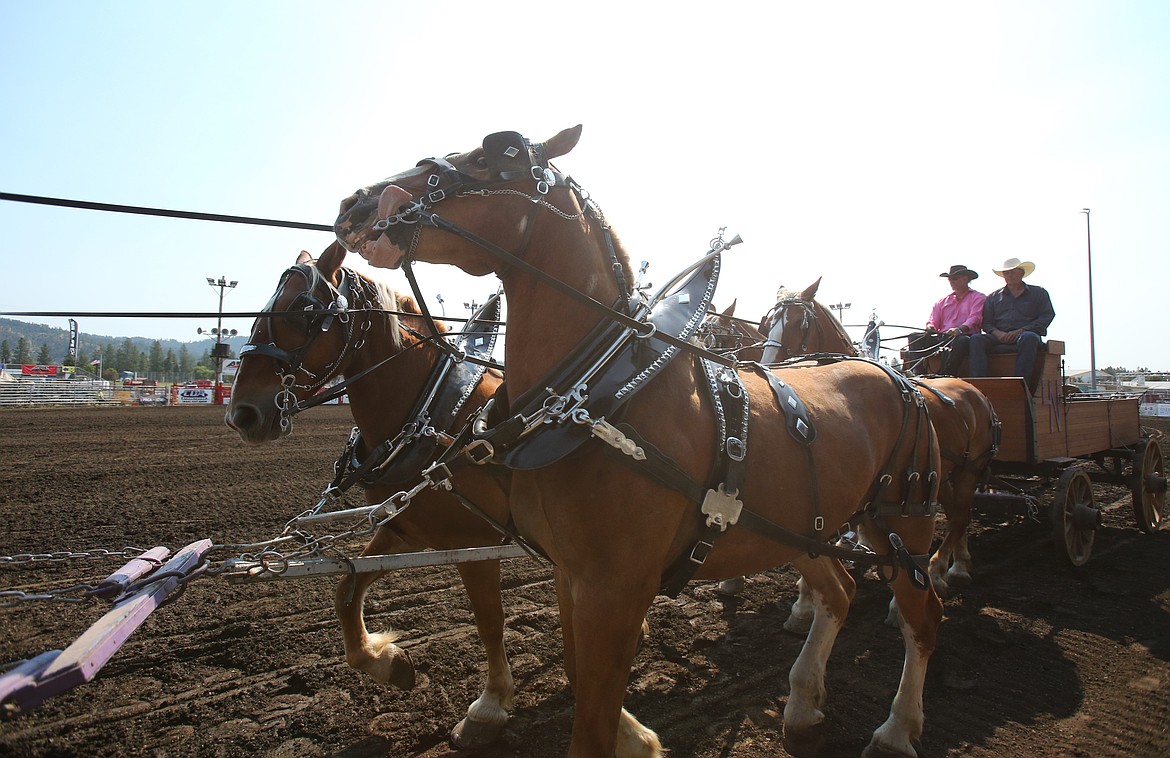 Darin Nagle, left, and dad Mike Nagle drive six Belgian draft horses at the fair Friday morning as draft horse performance contests begin.