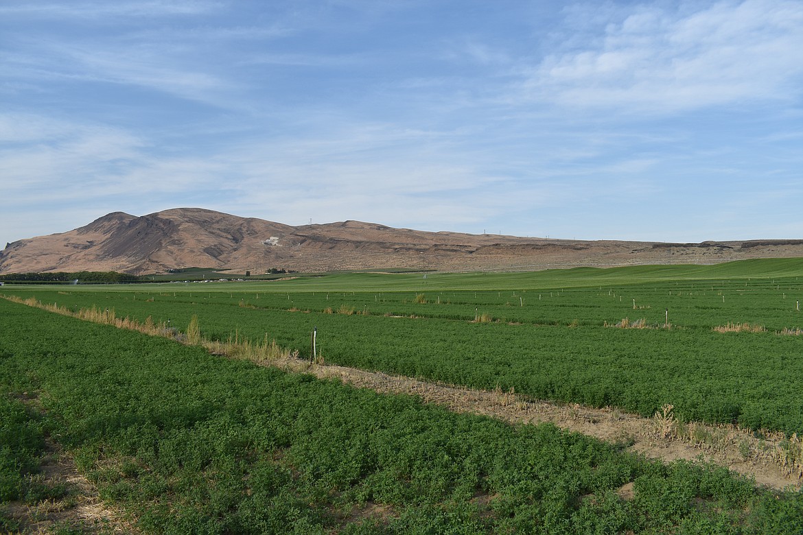 The Saddle Mountains rise up behind a field north of Mattawa Thursday. The sky was a little hazy but still bright and summery.