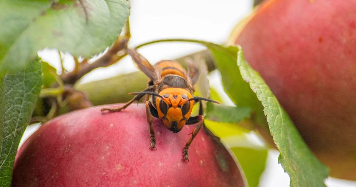 Are Northern Giant Hornets Leaving Washington State?