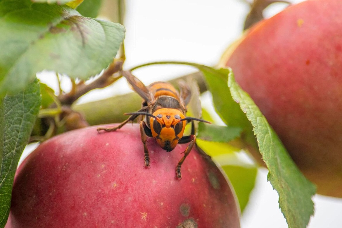 Northern Giant Hornets like the one pictured here are dangerous to humans and animals, as well as honey bees and other pollinators.