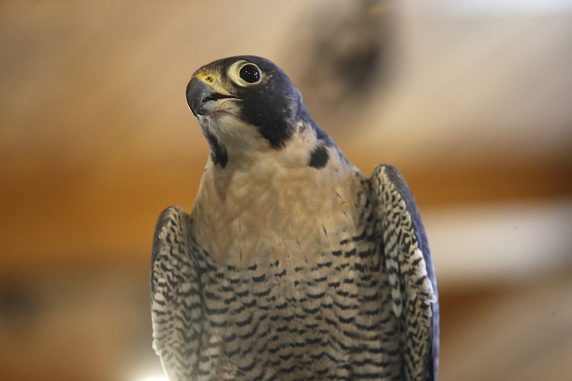 A peregrine falcon looks out at unfamiliar human faces during an educational program Monday.