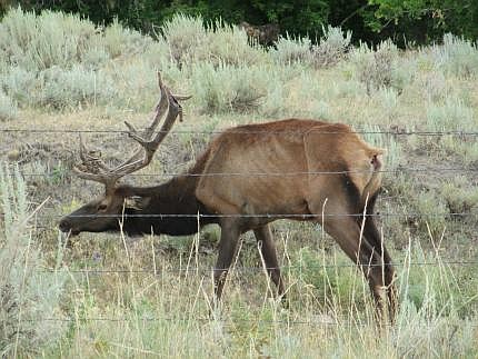 An elk exhibits signs of Chronic Wasting Disease in Wyoming. The Washington Department of Fish and Wildlife said these signs are rarely seen in the wild because most animals die of other causes before reaching this stage of disease and that most animals with CWD will look normal.