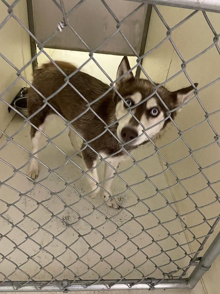 Lost dog found on the 100 block of H Street Southeast. If the Husky is your call MACC dispatch at 509-762-1160.