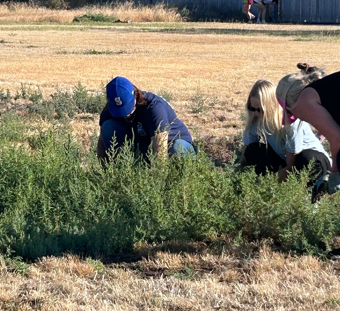 Volunteers from Community Athletics and Activities pull weeds at North Elementary School in Moses Lake Monday. The organization is primarily aimed at raising funds to maintain extracurricular activities in the Moses Lake School District, but member Brooke Decubber said the greater mission is to improve the district and the community.