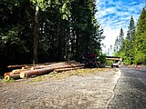 Hazard trees removed from highways in Kootenai and Bonner counties