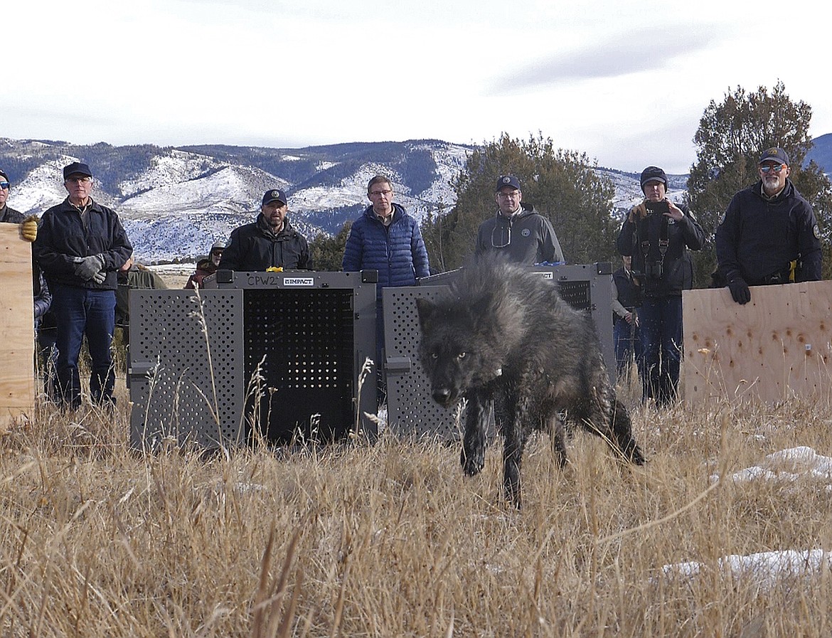 In this photo provided by Colorado Parks and Wildlife, wildlife officials release five gray wolves onto public land in Grand County, Colo., Monday, Dec. 18, 2023. (Colorado Natural Resources via AP)