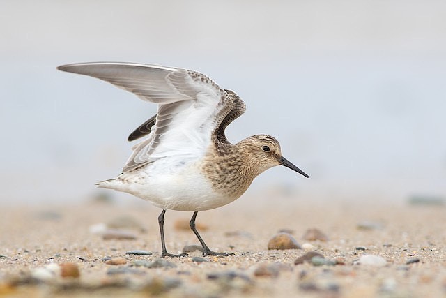 Baird’s Sandpiper. (Owen Strickland photo)