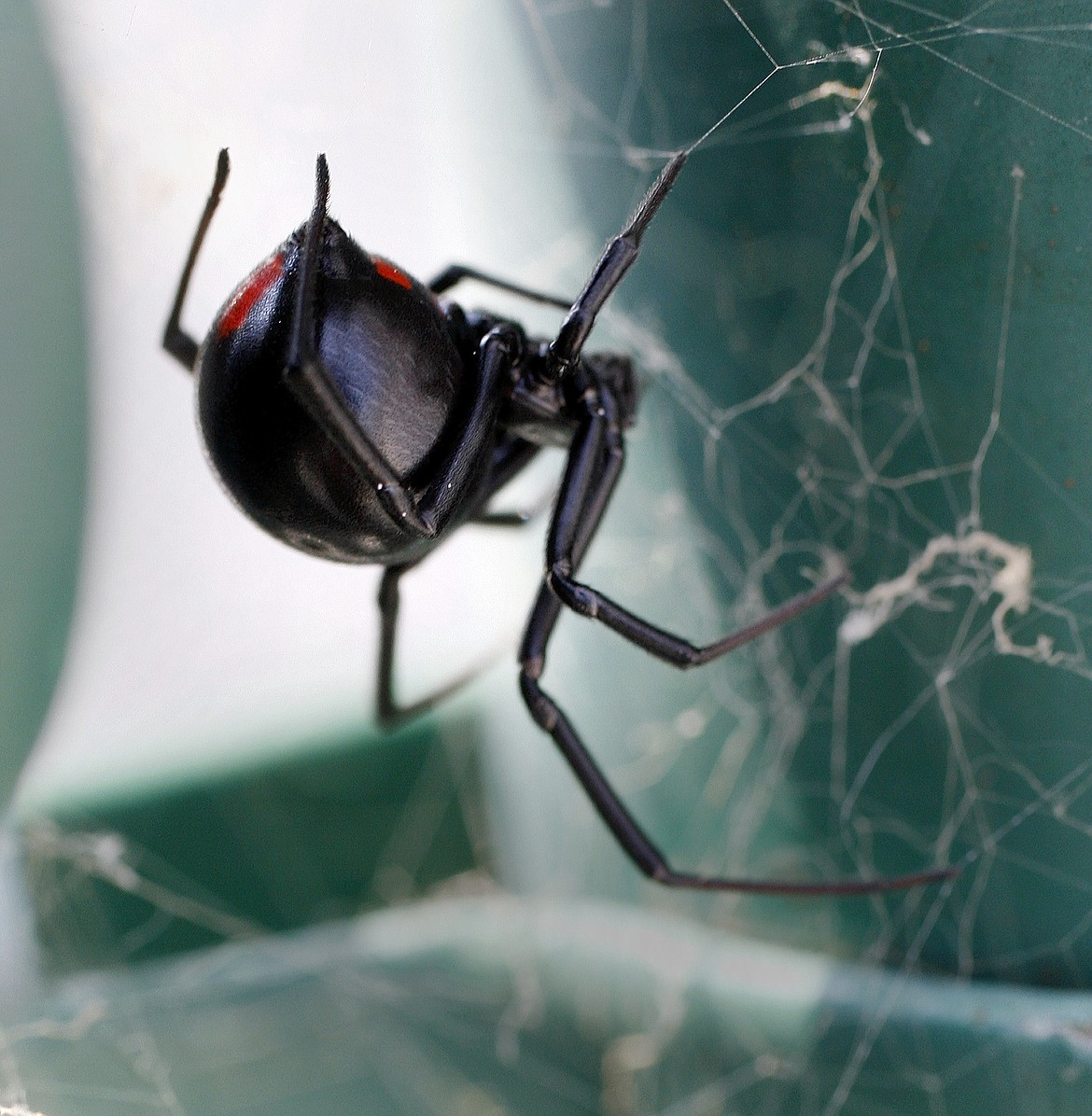 A female black widow spider waits in her web June 2, 2006. The female black widow is easy to spot by the red hourglass shape on the underside.