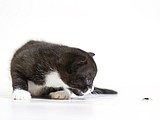 Untangling the web: How to handle spider bites in pets