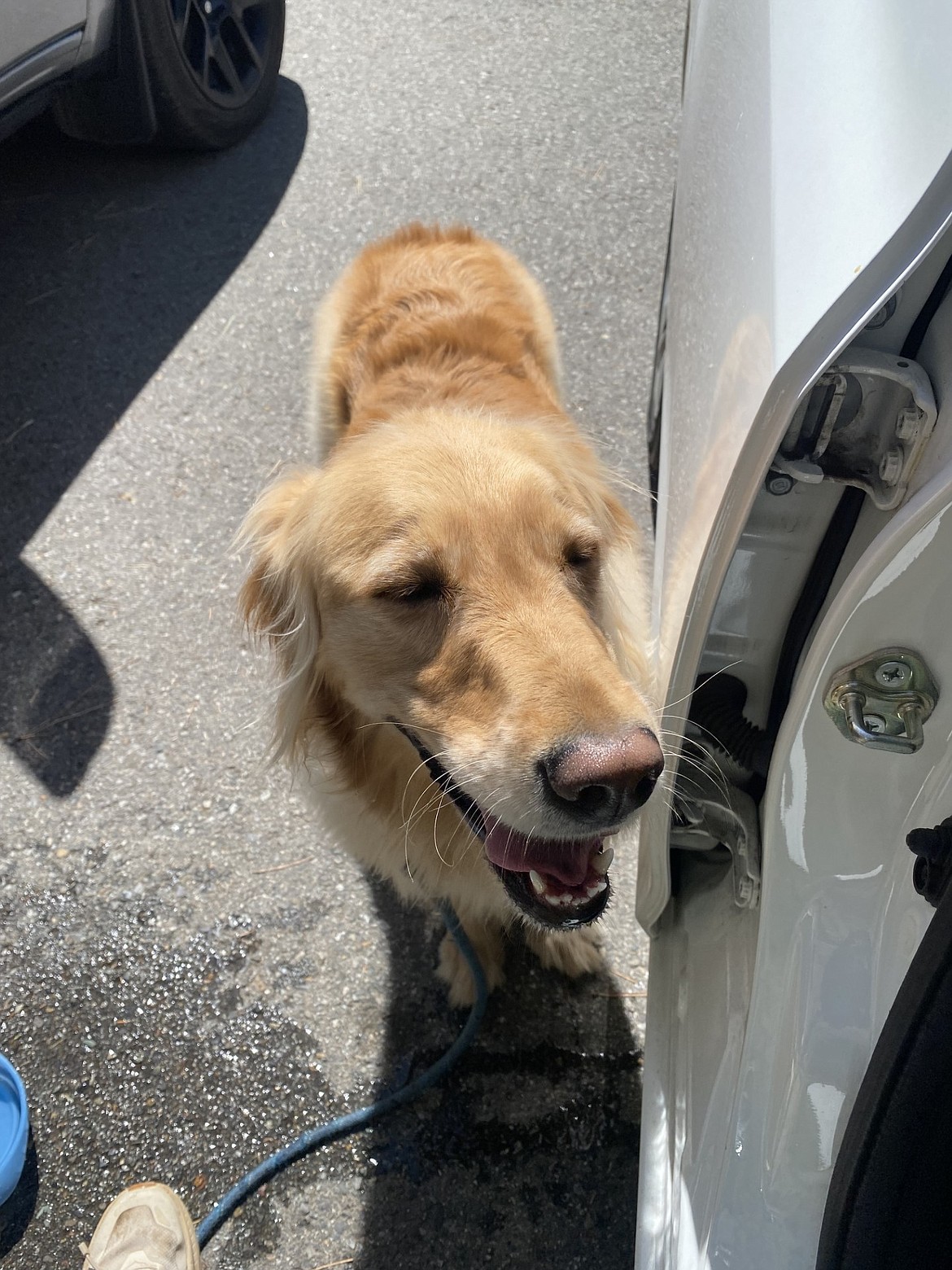 A hiking dog is a happy dog: Willow, my 2-year-old Golden Retriever, approved of our hike on the Mineral Ridge Scenic Trail on Saturday.