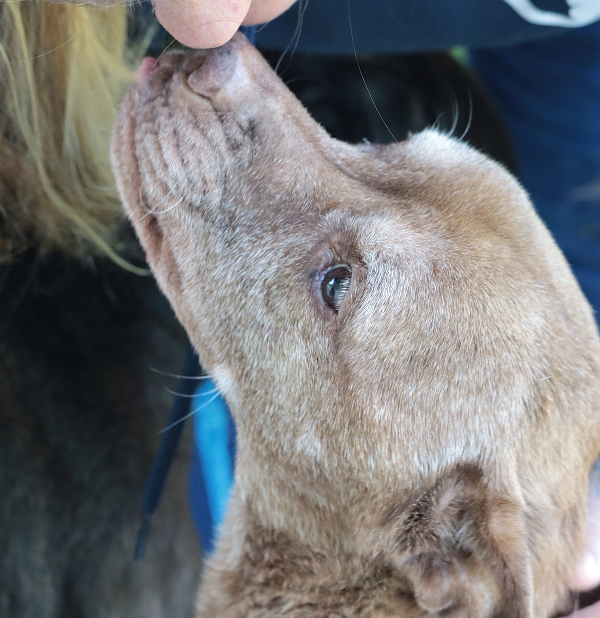 Addy gives a kiss to Kristina Jensen at Companions Animal Center on Thursday.