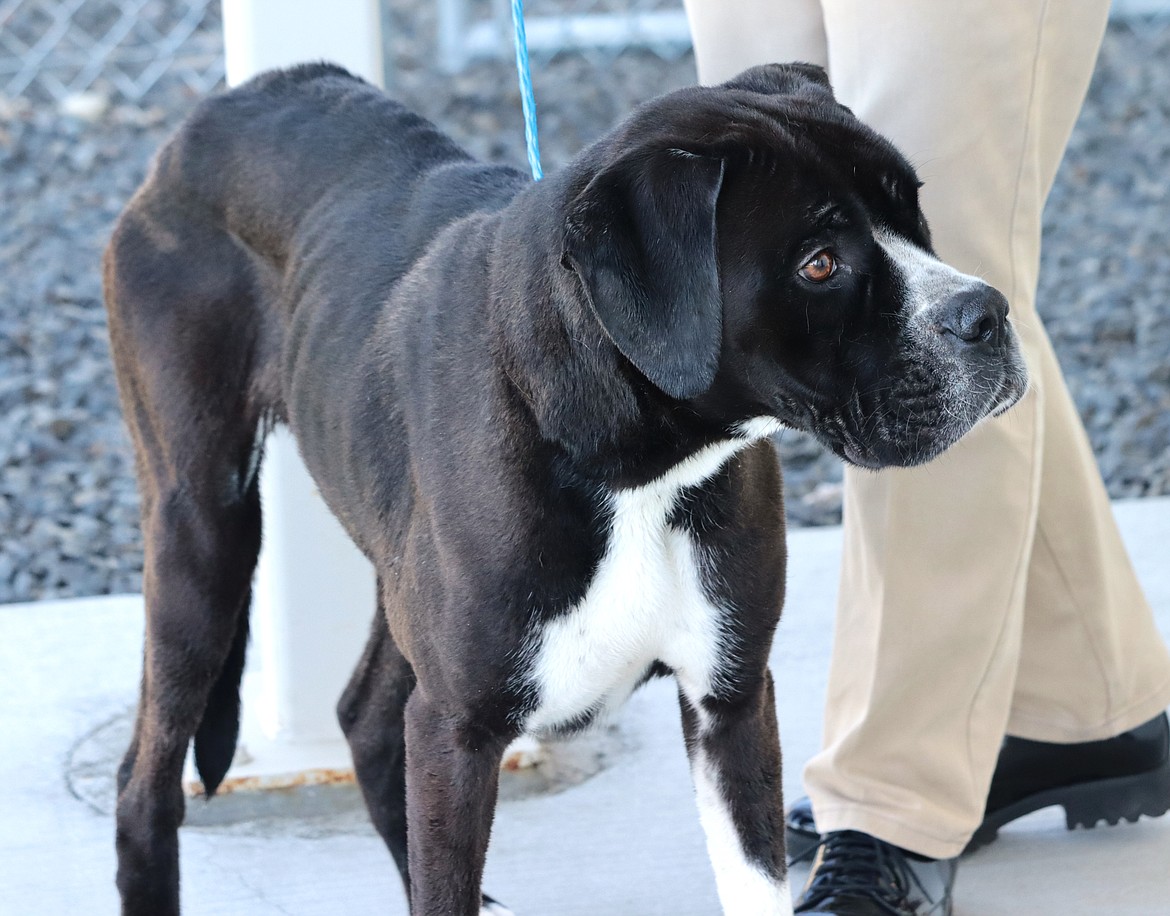 Bessie, with her ribs visible, looks around at Companions Animal Center on Thursday.