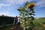 Coeur d'Alene Garden Club shares support for local school gardens