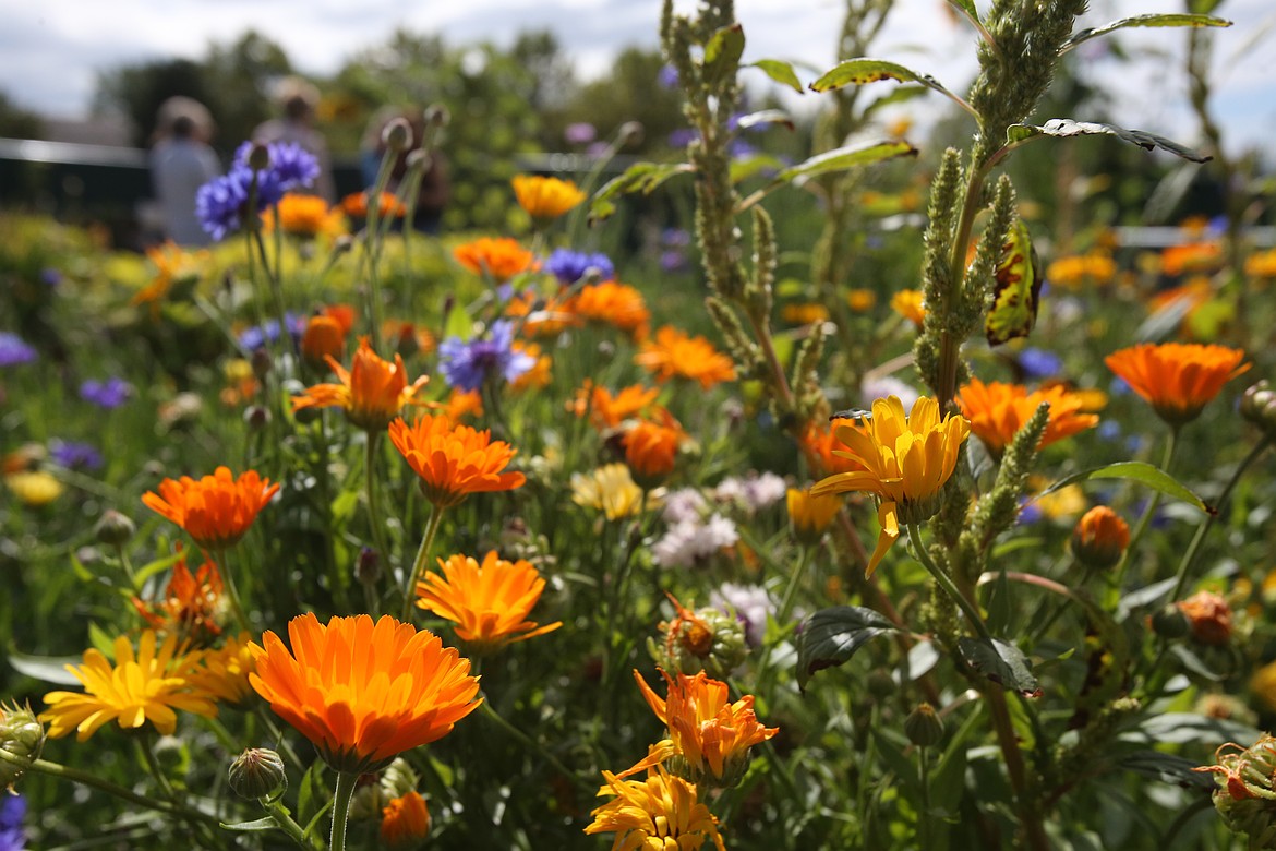 Brilliant orange wildflowers are seen Wednesday in the Skyway Elementary School garden, where students learn horticultural and botanical lessons about everything from planning and planting a garden to pollinators and irrigation.